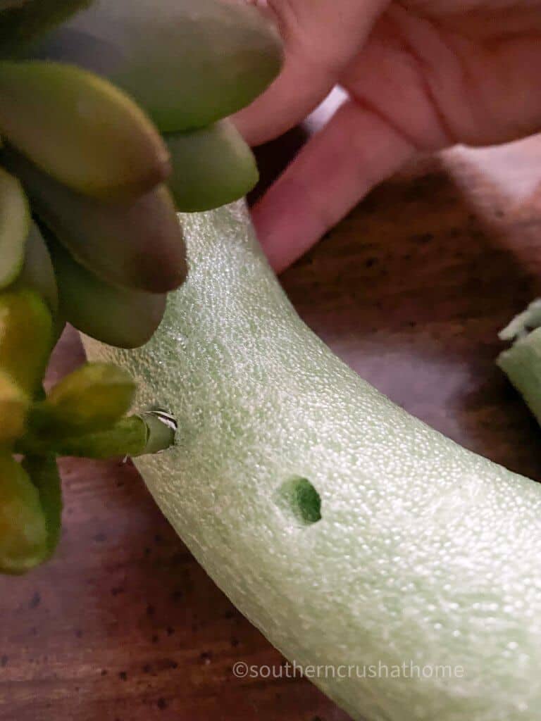poking holes in form for succulents