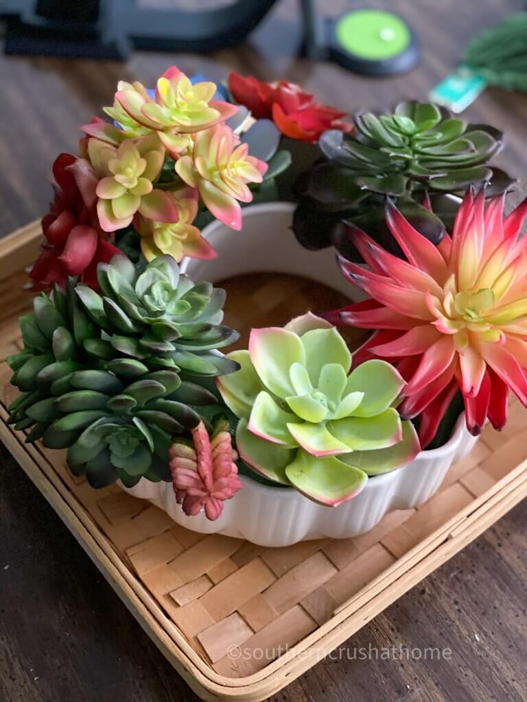 close up of succulents in mold