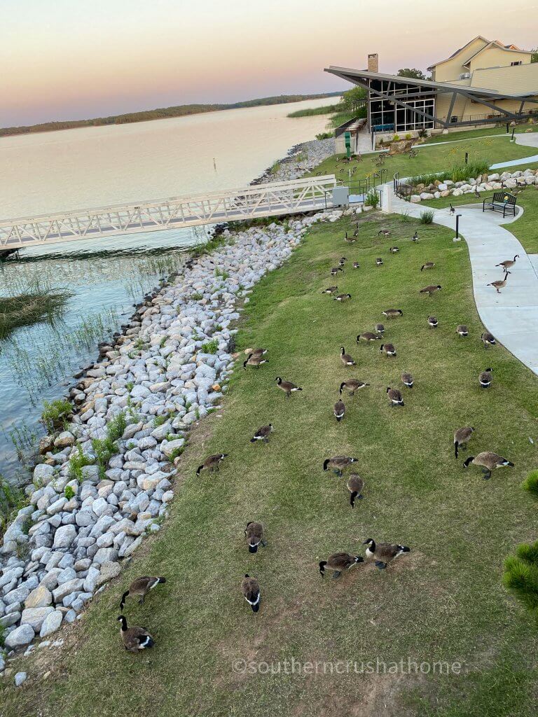 geese outside at lake murray lodge