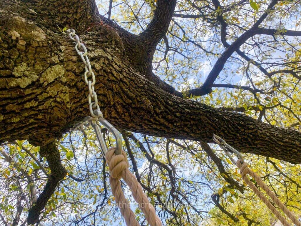 tree with chains and rope