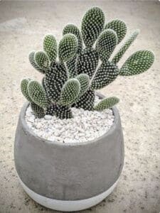 bunny ear cactus