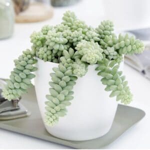 donkey tail plant