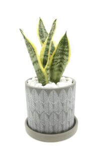 snake plant