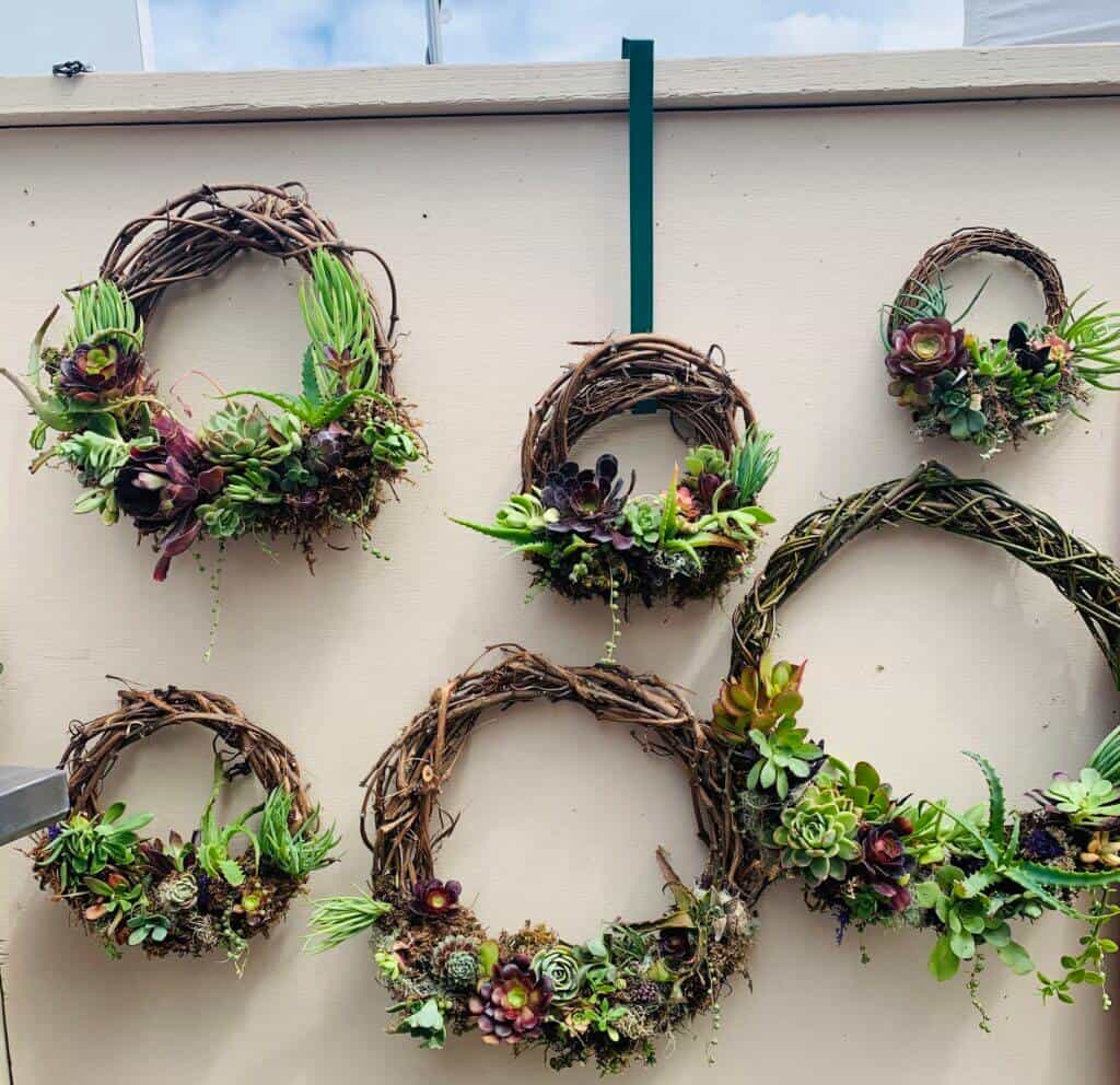 collection of grapevine succulent wreaths