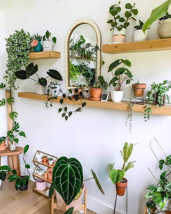 shelves filled with plants