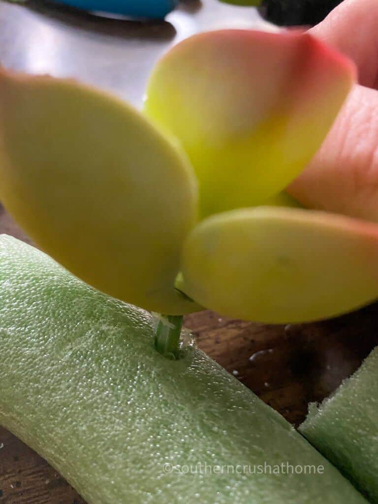 adding succulent to wreath