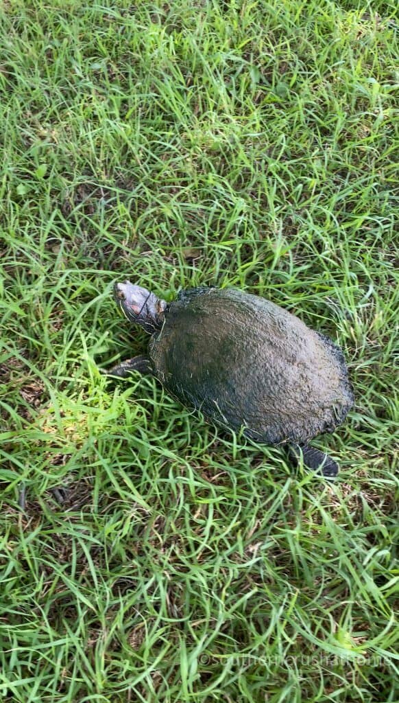 turtle