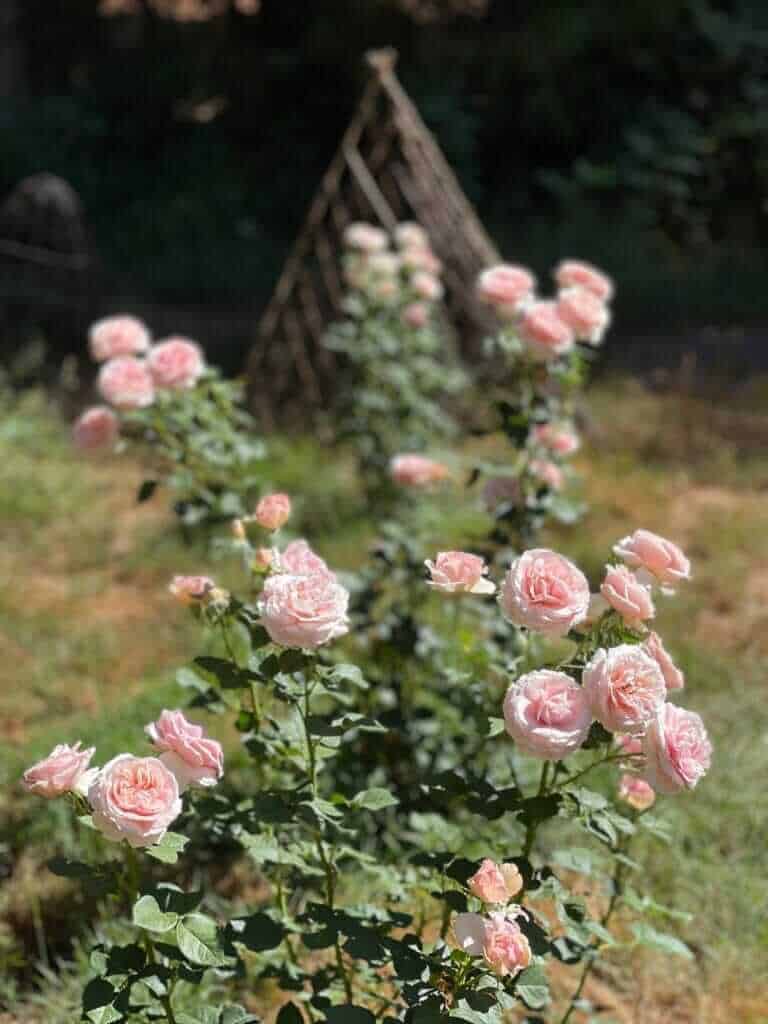 beautiful pink roses