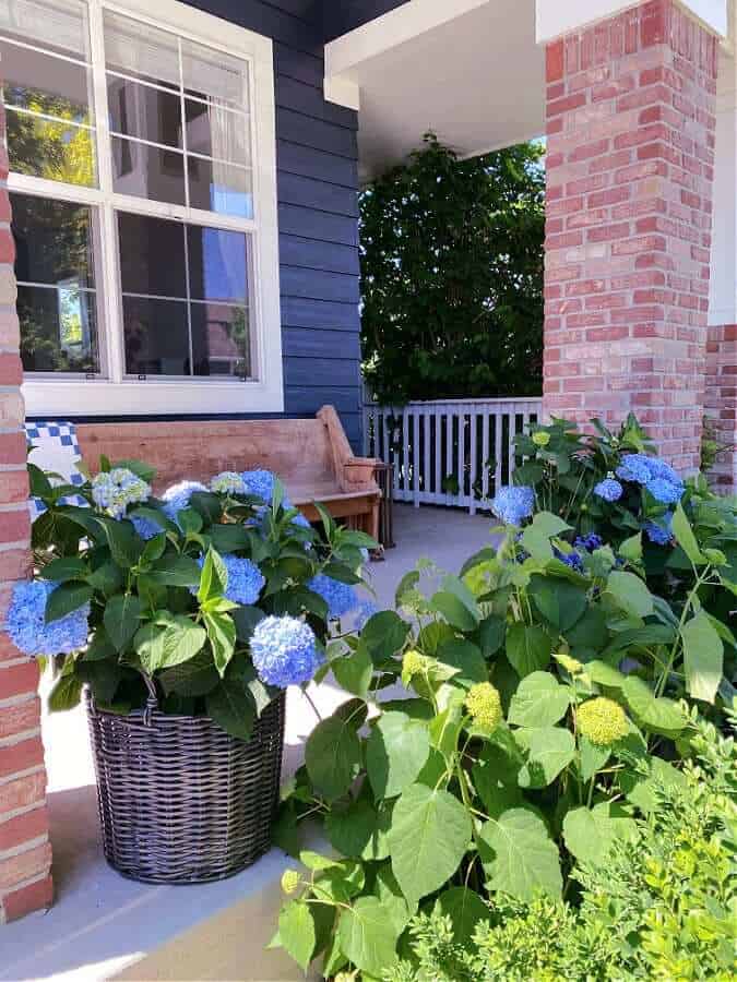 hydrangeas on front porch