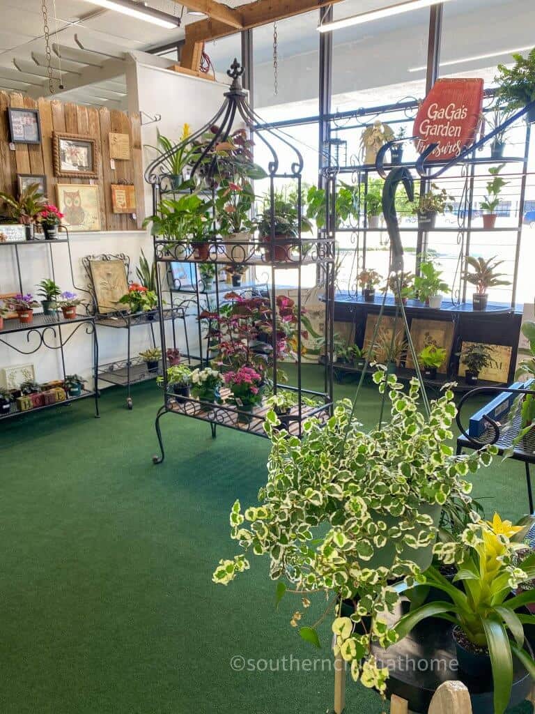 live plants for sale on display