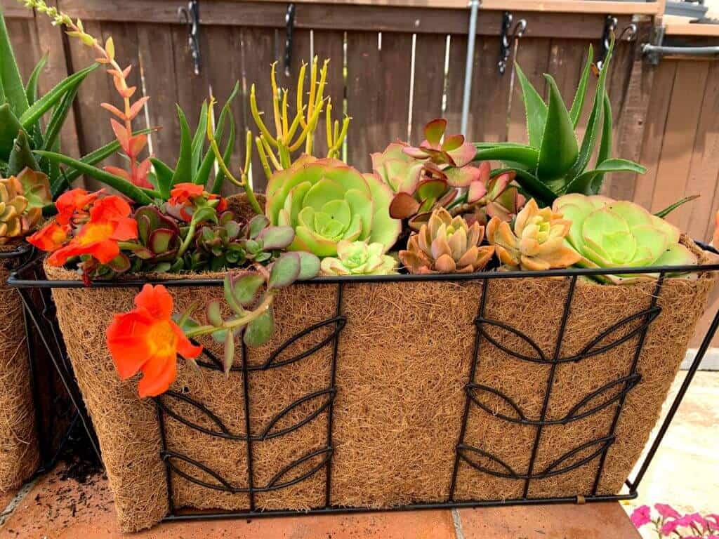 diy hanging succulent planter