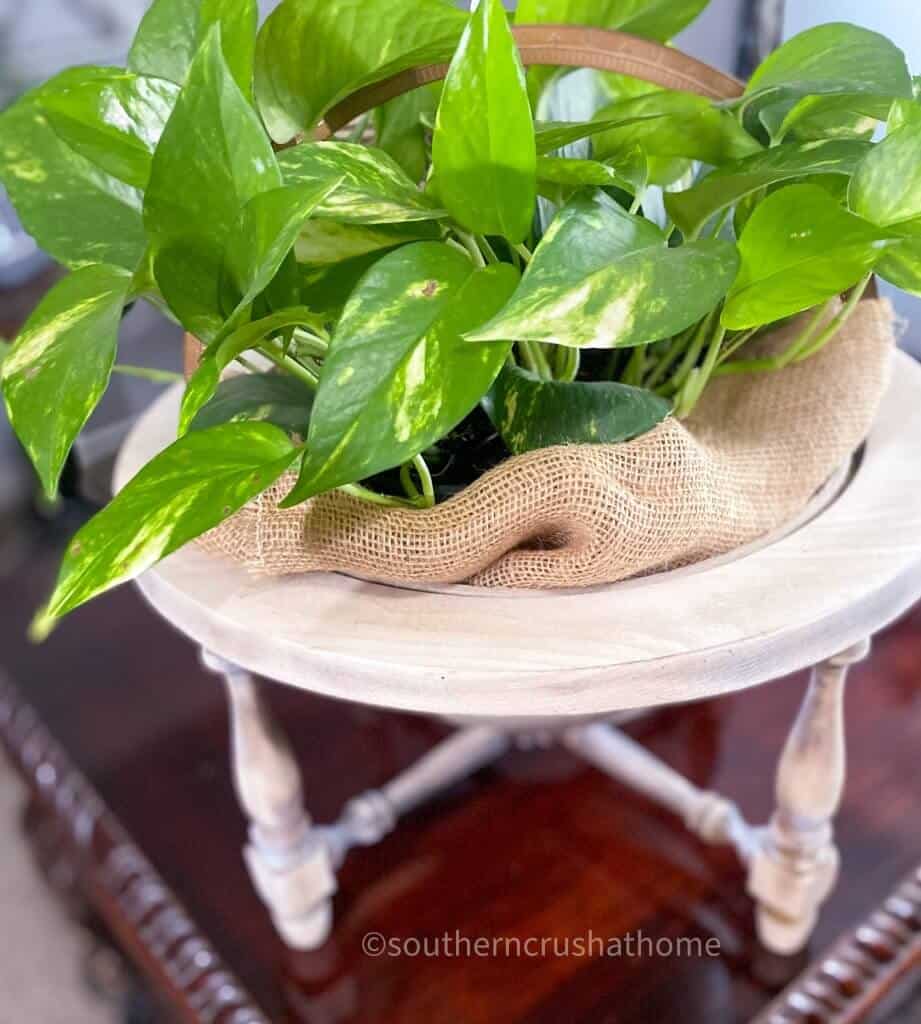 top view of globe planter with bleached wood