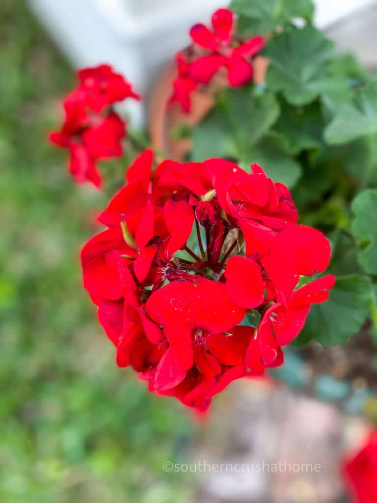 red flowers