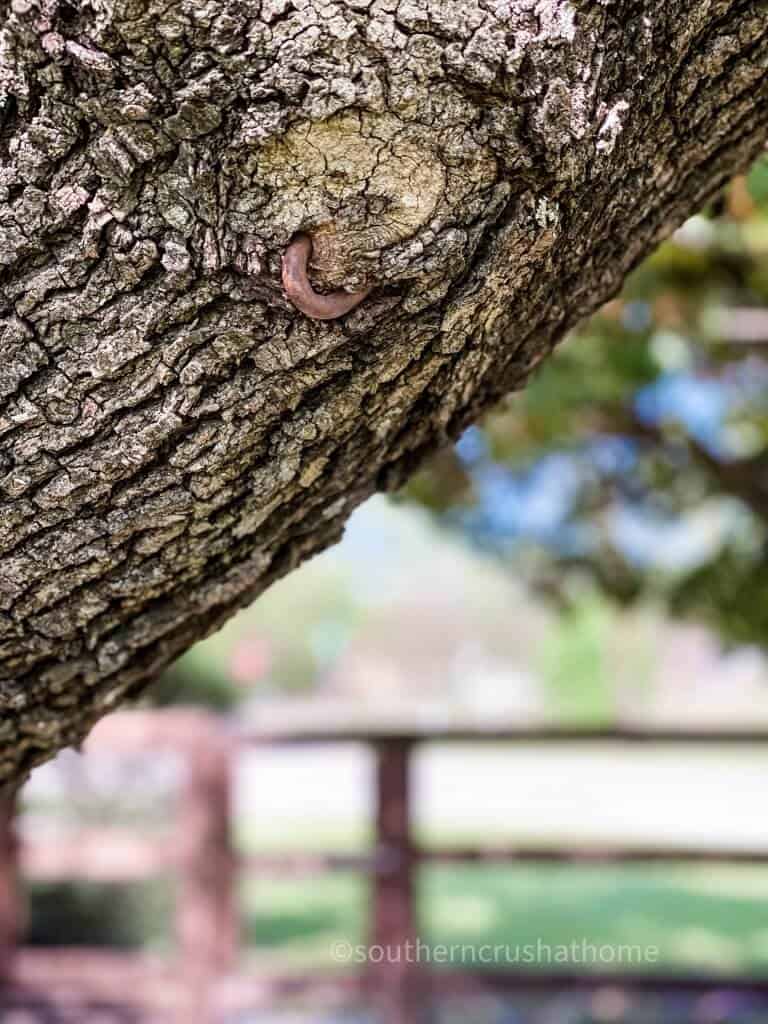 old chain link grown into tree branch 