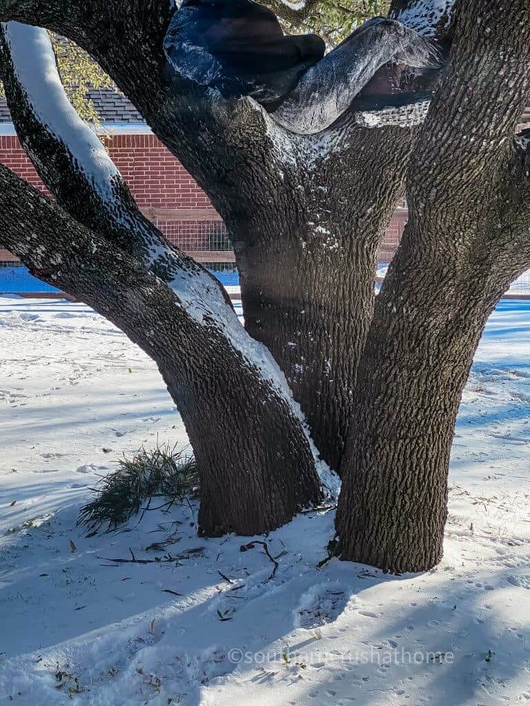 large tree in backyard with snow