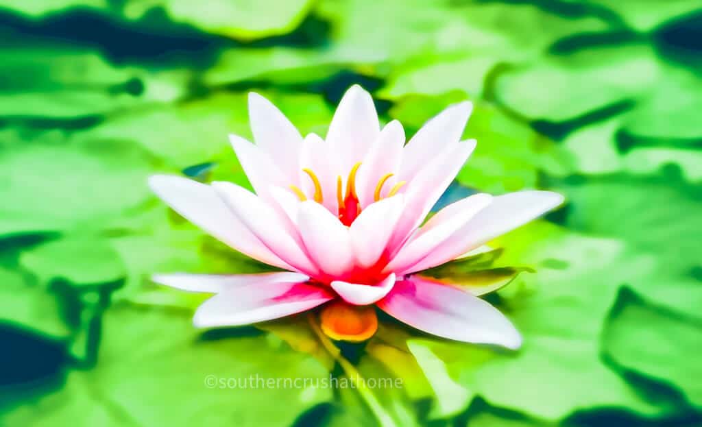 pink lotus flower on lilypad