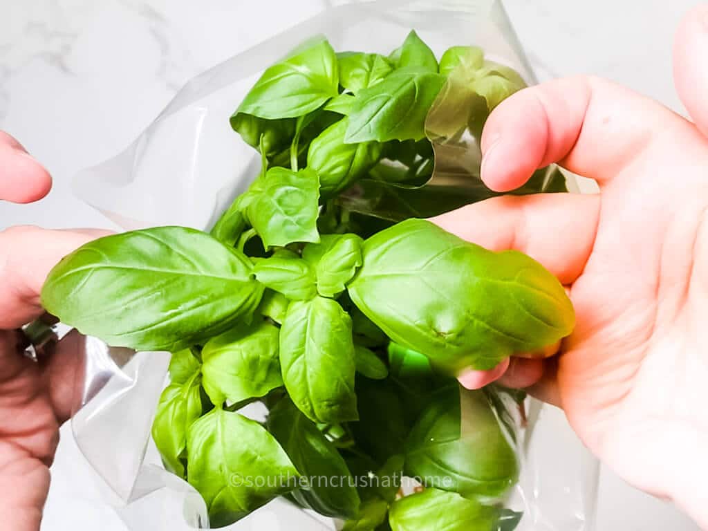 picking fresh basil