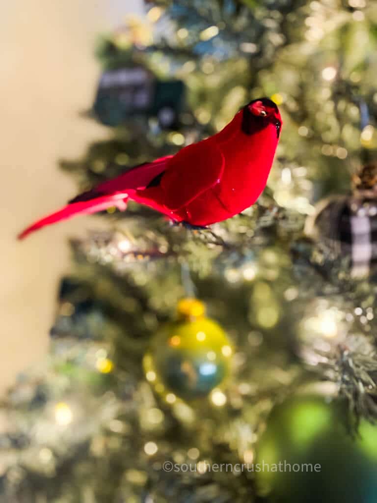 red cardinal close up on christmas tree