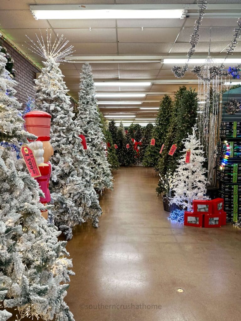 rows of christmas trees