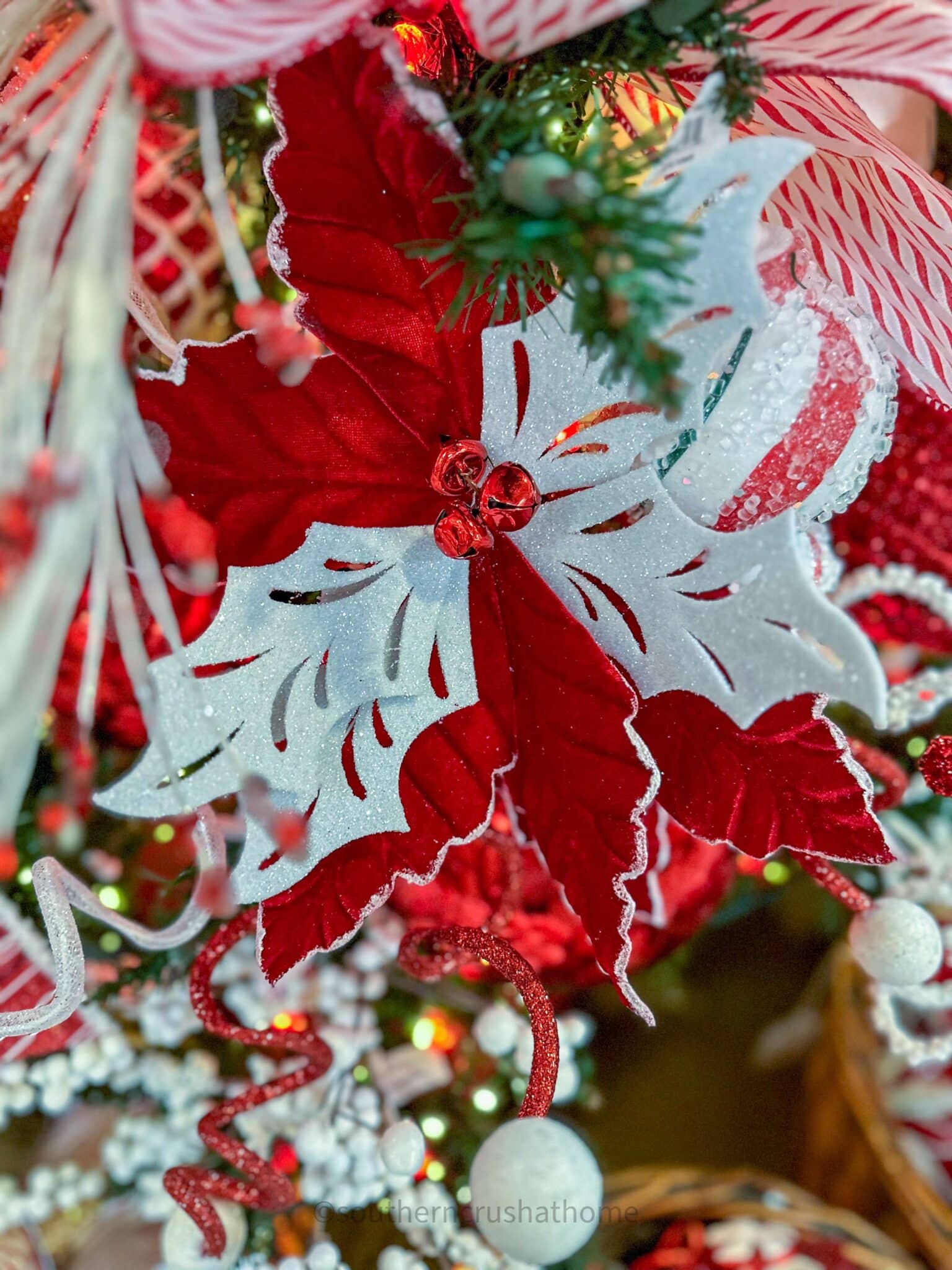 red and white poinsettia