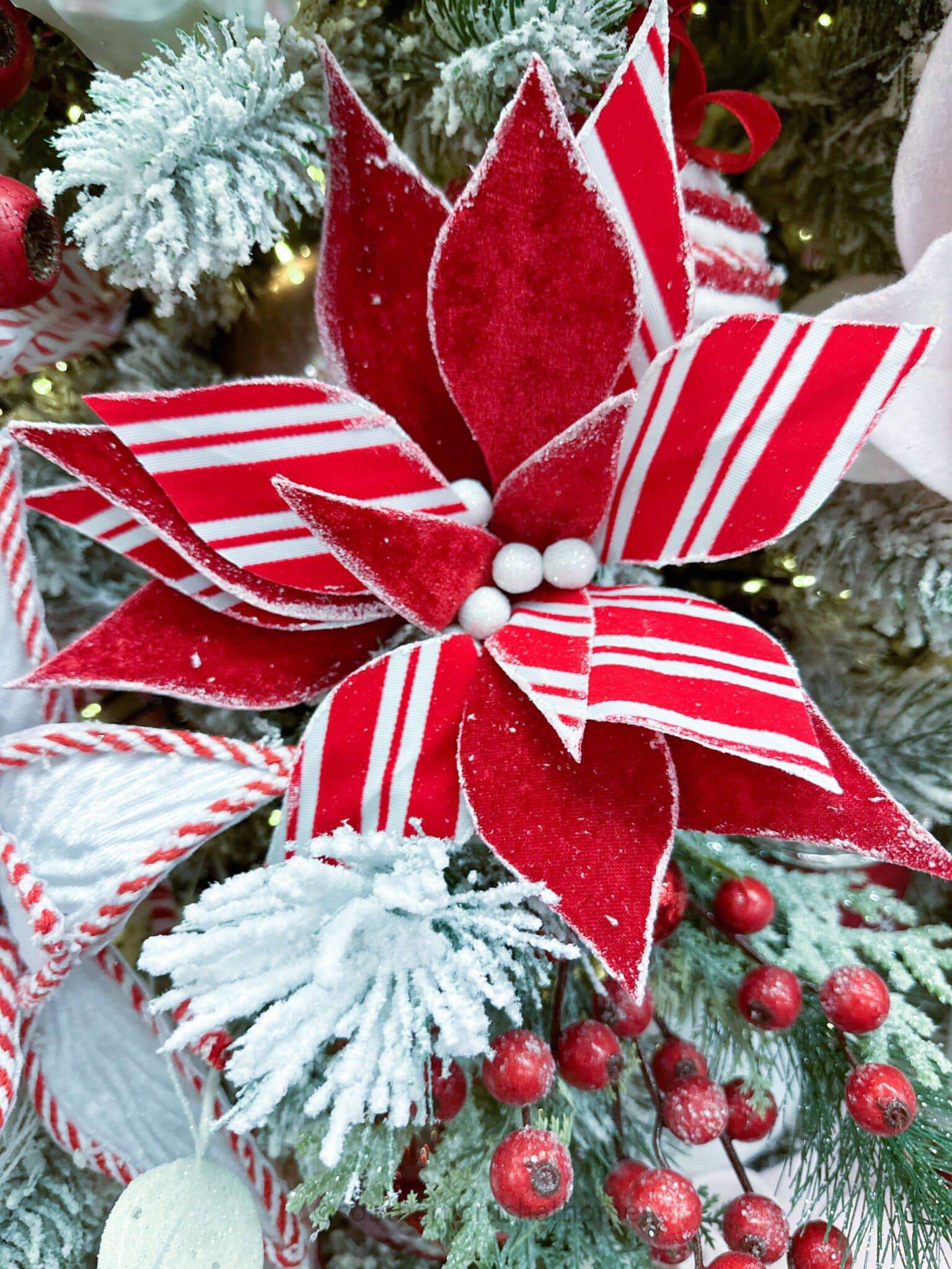 peppermint striped poinsettia