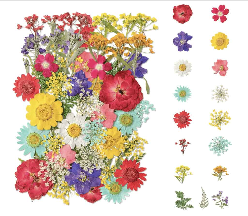 Dried Flowers Variety Pack