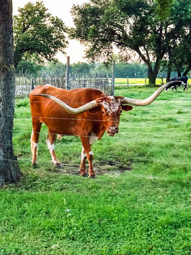 longhorn on the junk gypsy wander inn property