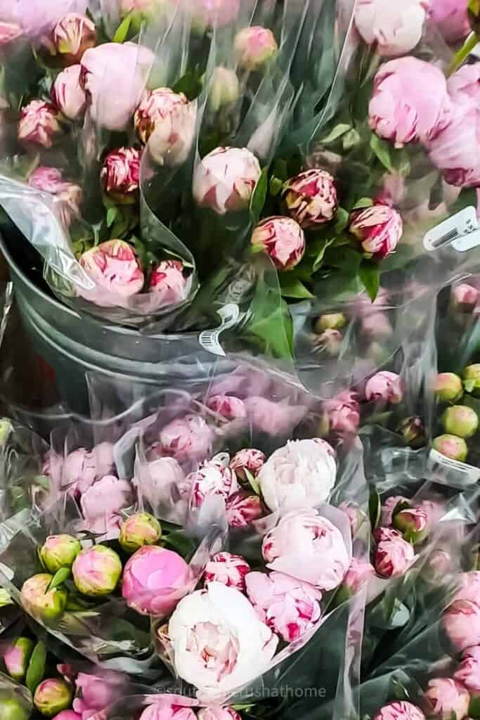 pink peony buds