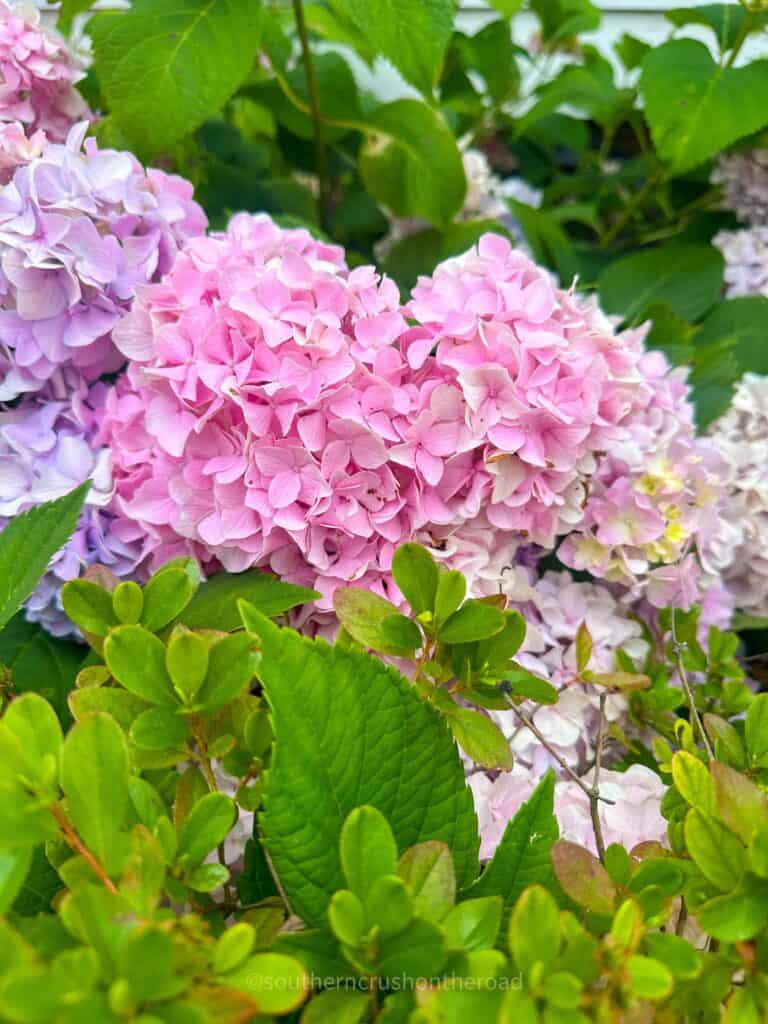 pink hydrangeas