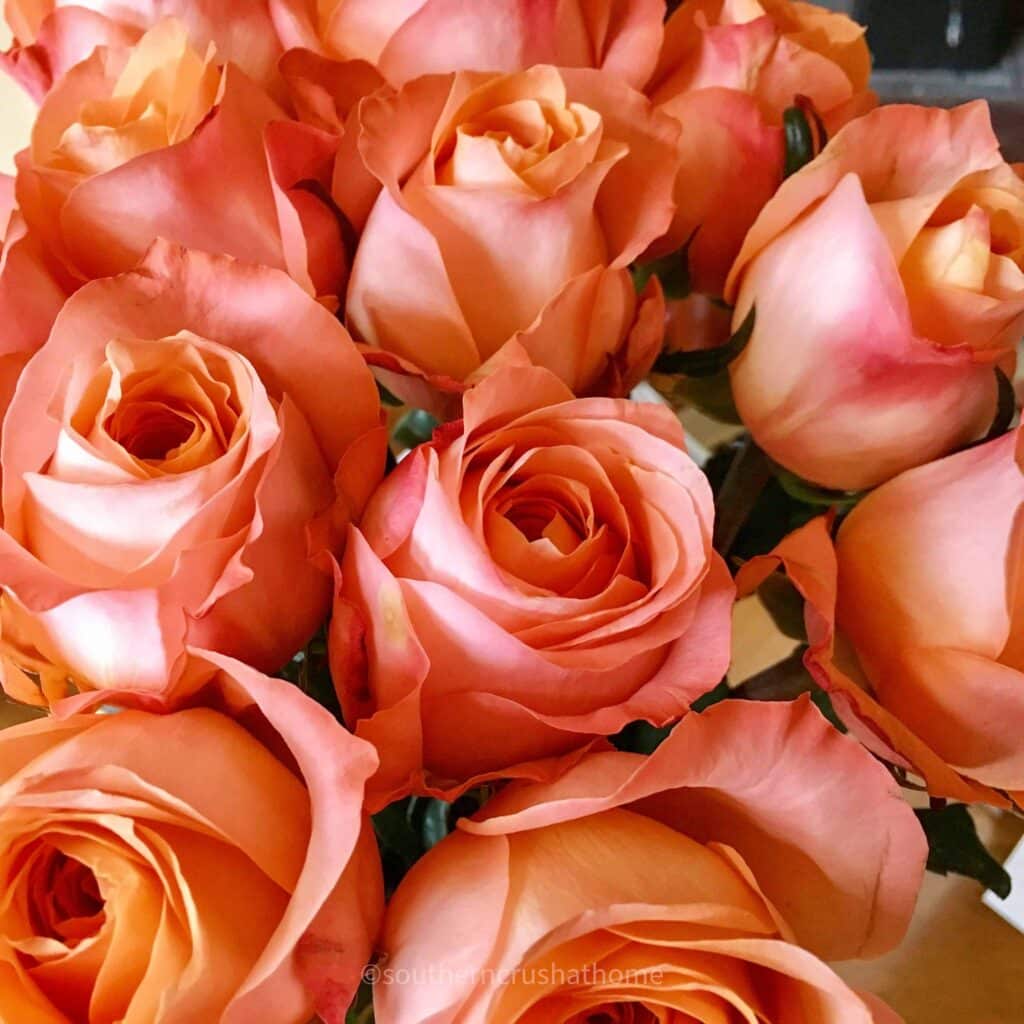 fresh roses