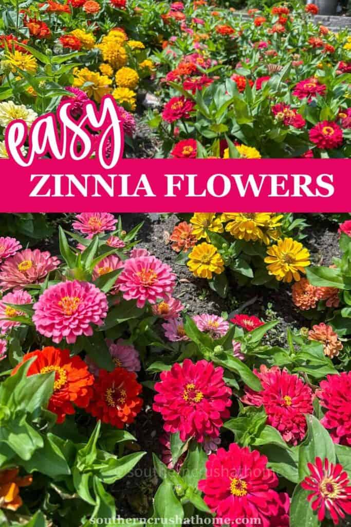 Zinnia Flowers