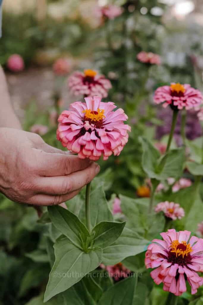 inspecting zinnias by hand