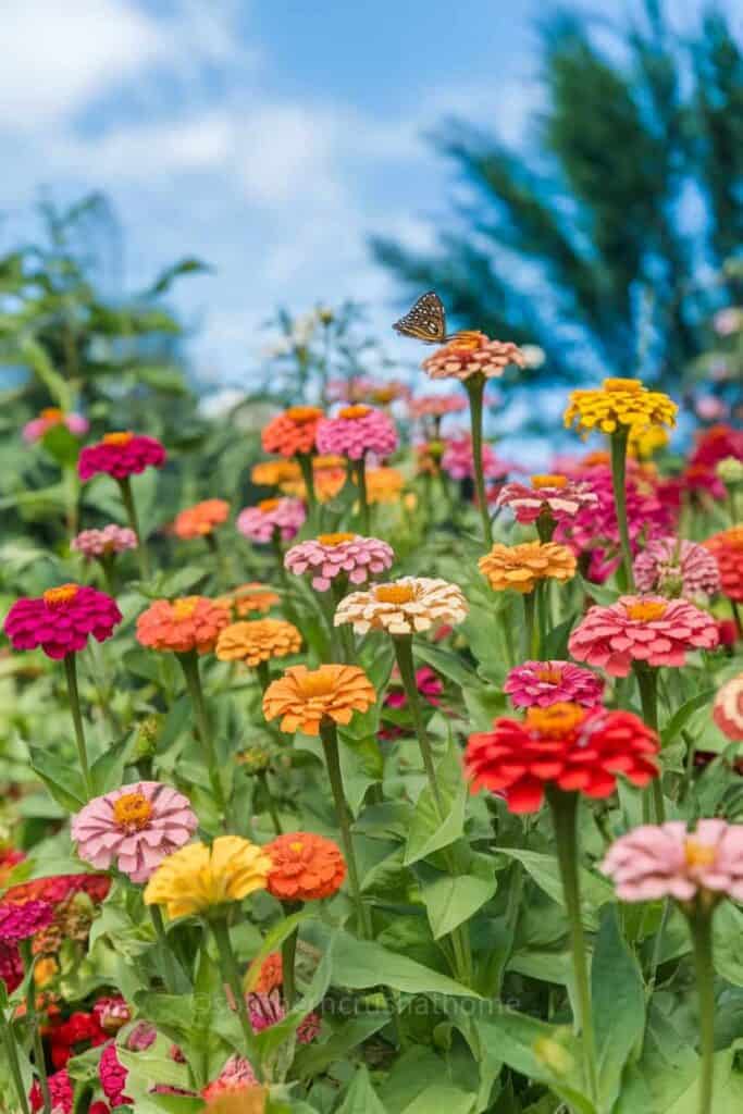 zinnia flowers in a field
