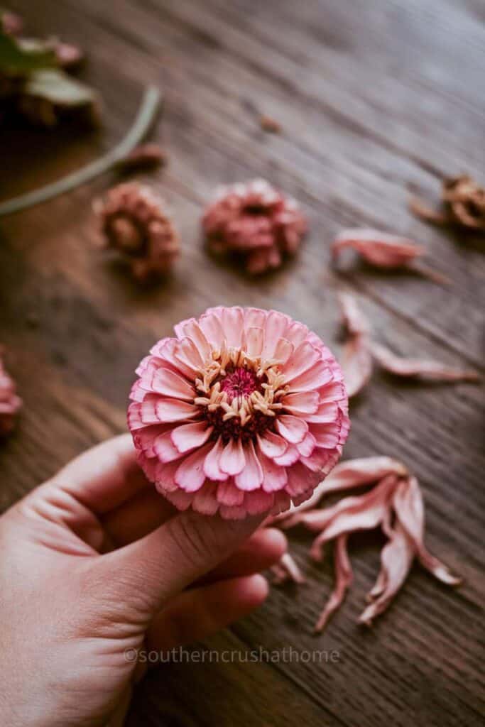 harvesting zinnia seeds