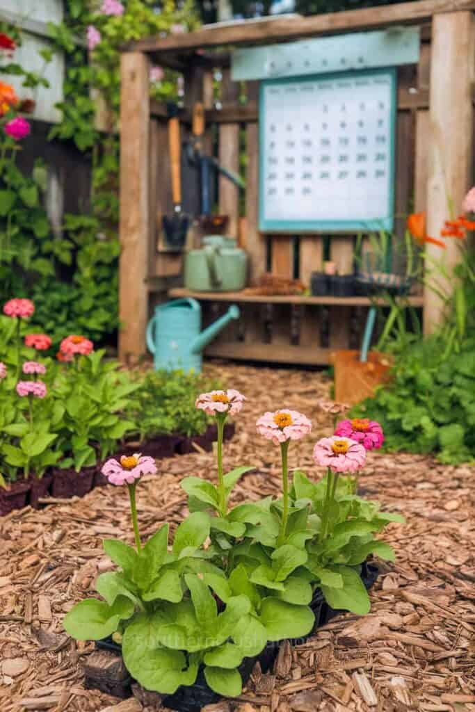 calendar in a zinnia flower garden