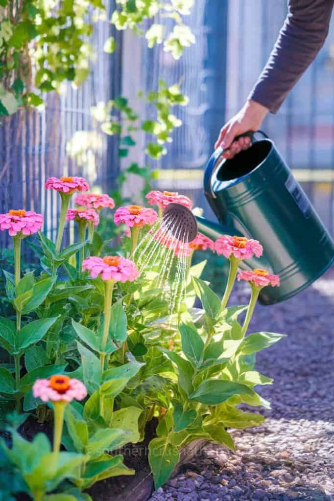 hand watering zinnia flowers