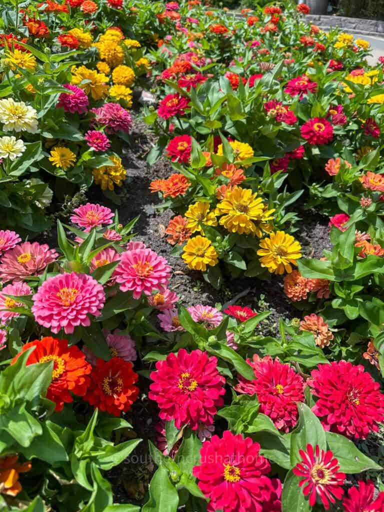 zinnia varieties