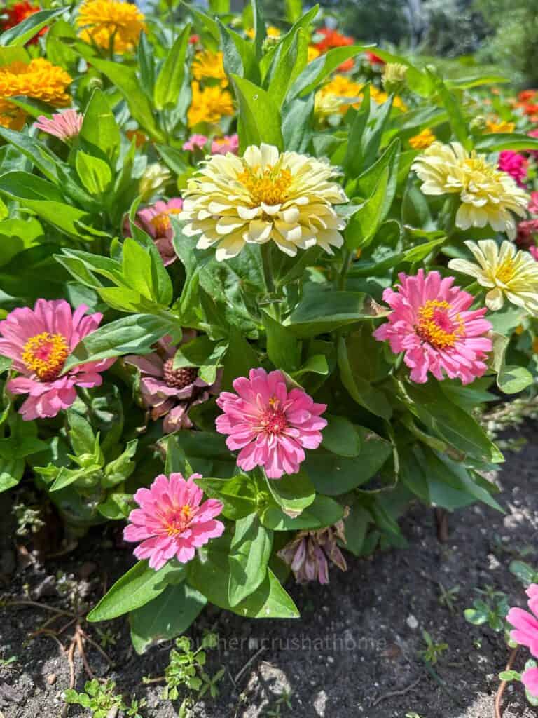 sunlight on a cream colored zinnia flower
