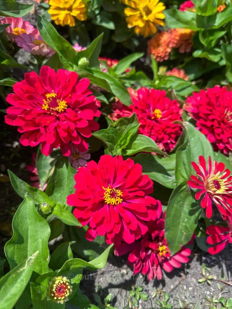 up close pink zinnias