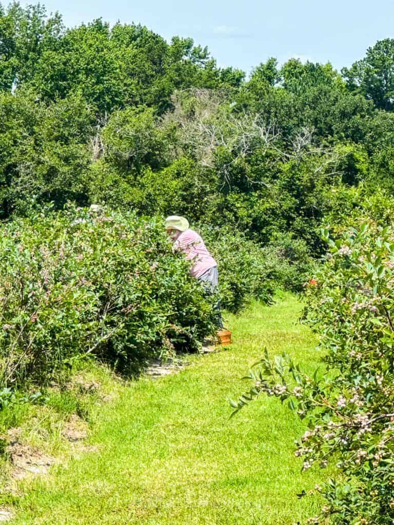 blueberry picking