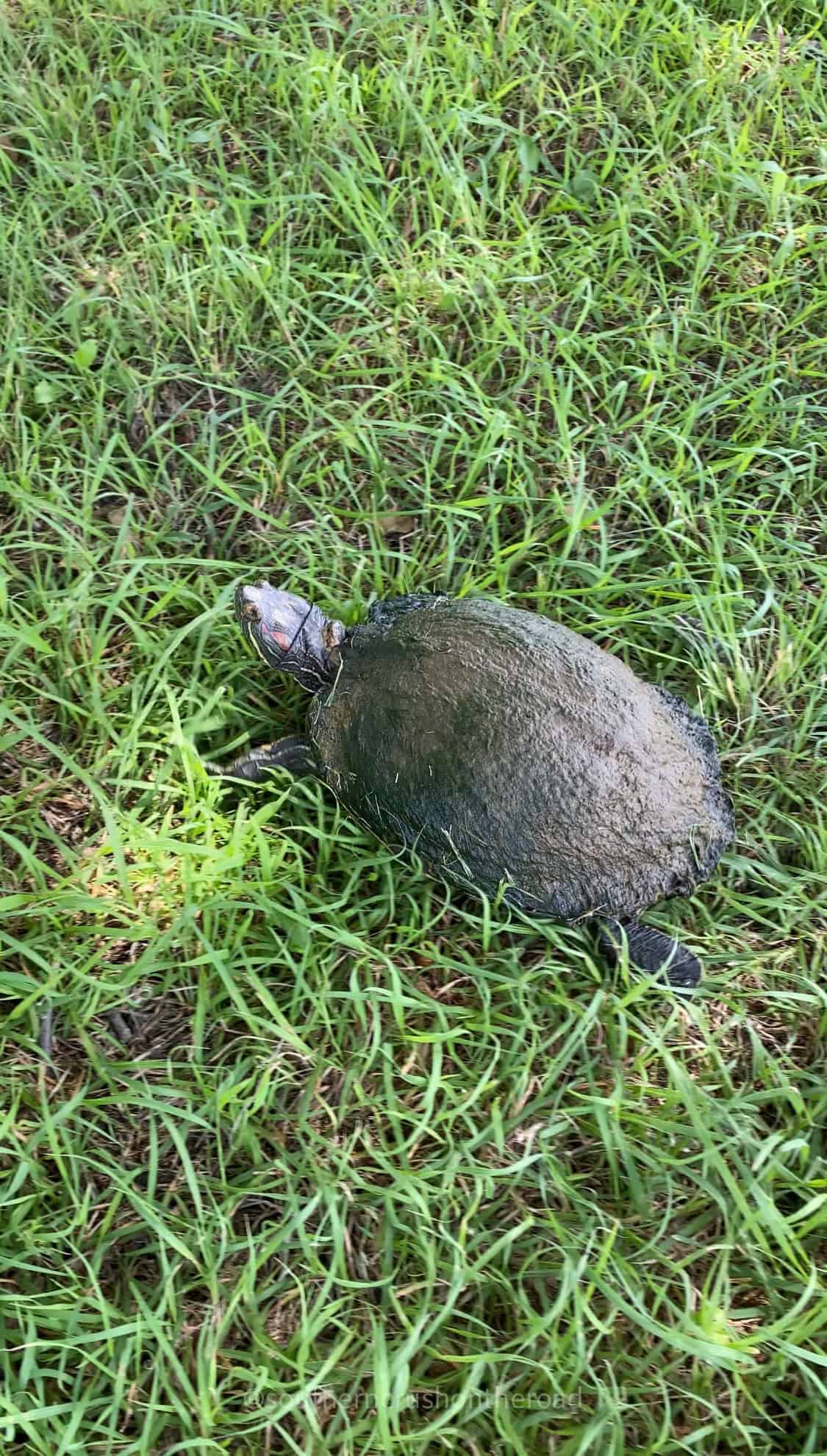 turtle on the turtle hills golf course