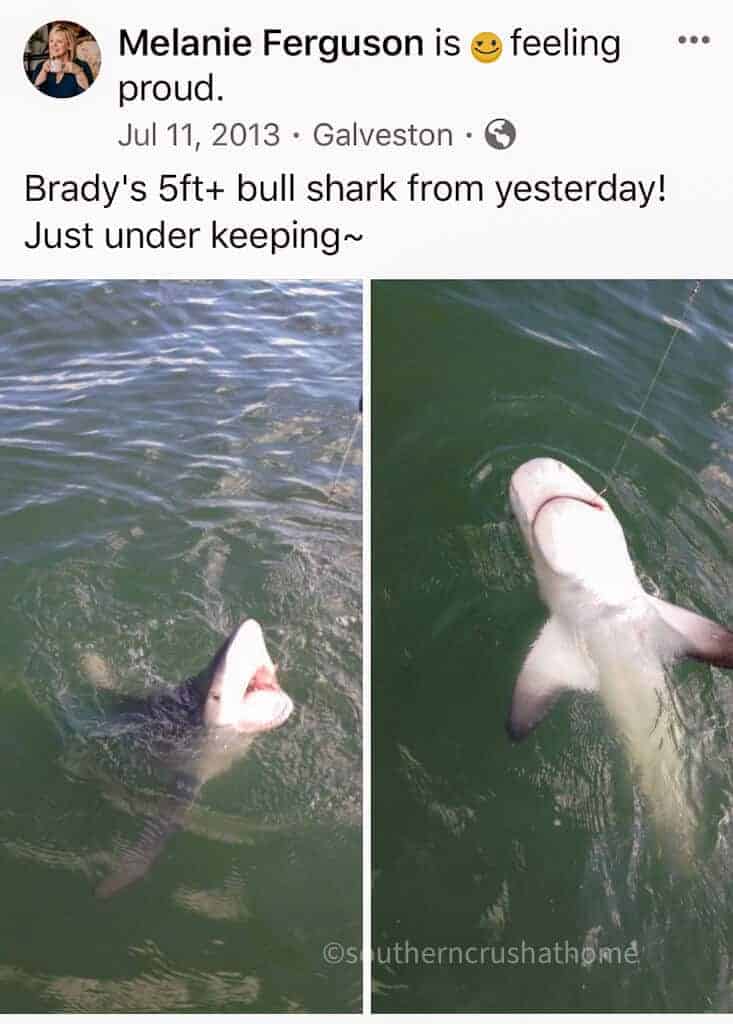 5 ft shark in galveston